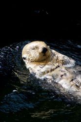 Sea_Otter_Swimming_On_Its_Back_600